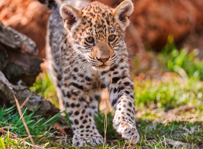 Wallpaper Jaguar, wild nature, cute, animal, Animals 216574308